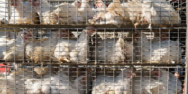 Chickens In Cage Heading to Slaughter